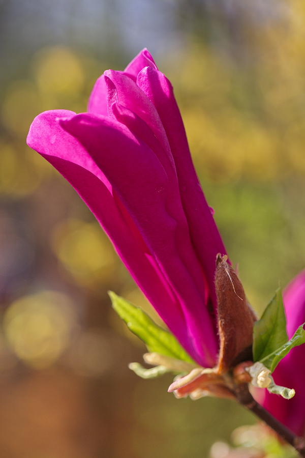 Magnolie