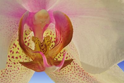 Orchidee - Close Up