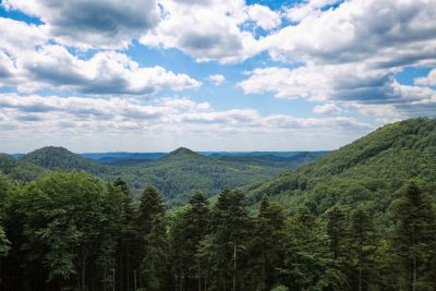 Blick in den Pfälzerwald