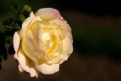Prager Rose