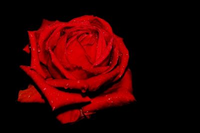 rote Rose nach dem Regen