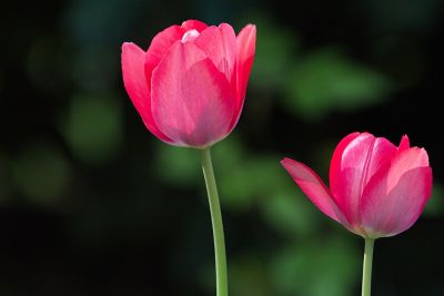 Tulpen