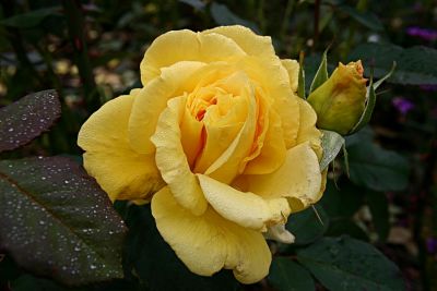 gelbe Rose in München