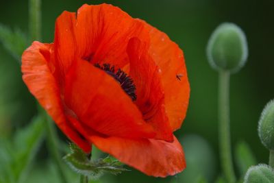 Mohn