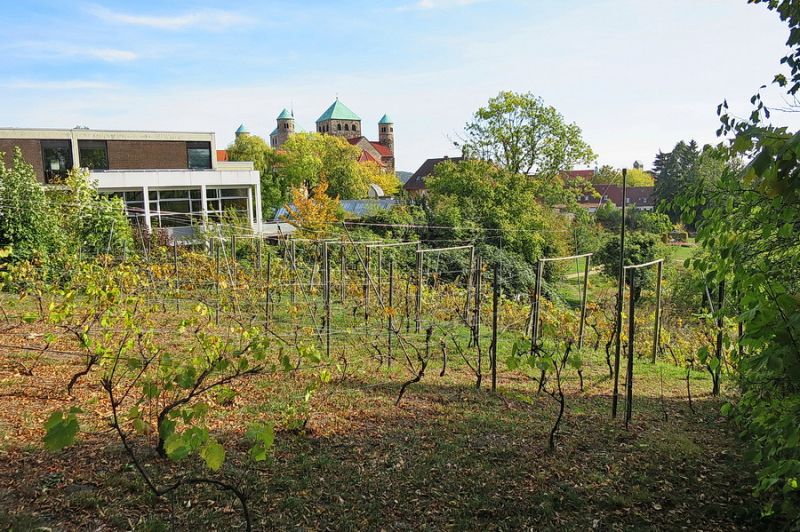 Weingarten im Magdalenengarten