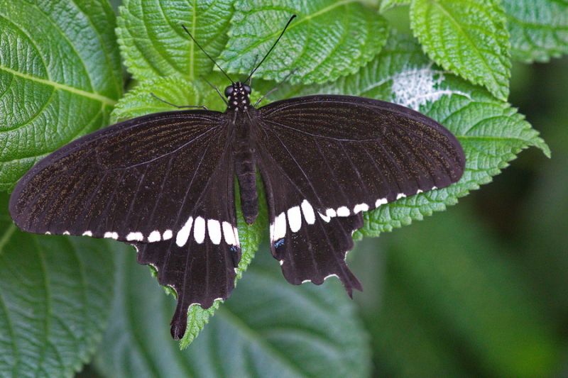 Schmetterling