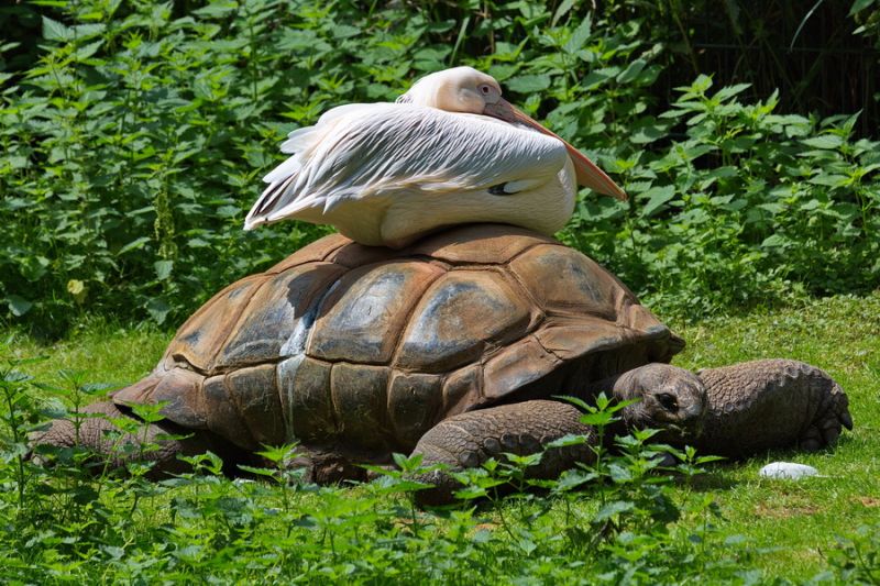 Pelikan auf Schildkröte