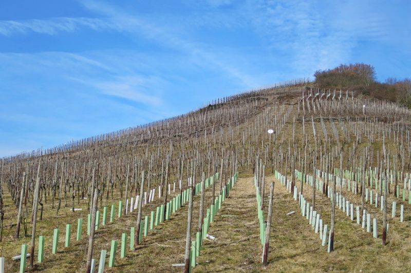 Weinberge bei Rech