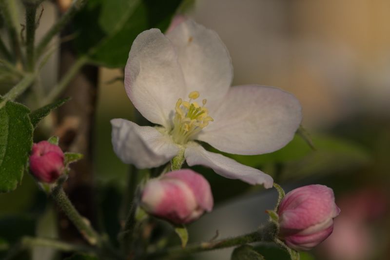 Apfelblüte