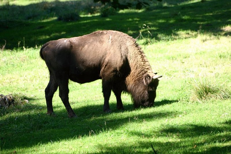 Wisent