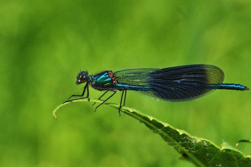 Gebänderte Prachtlibelle Männchen