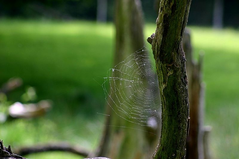 Spinnenweben