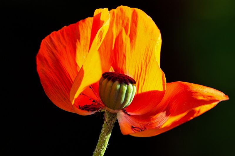 Schön aber verletzlich