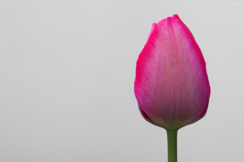 Tulpe