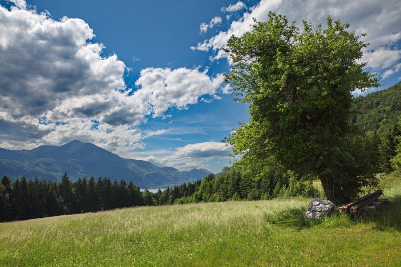Landschaftbild mit Baum