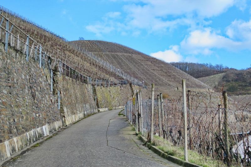 Weinberge bei Dernau
