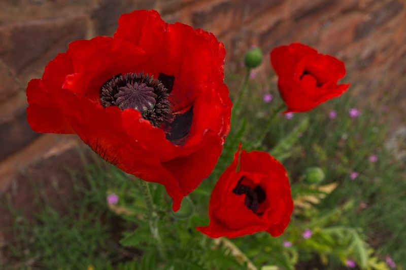 Mohn
