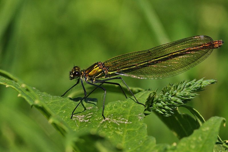 Gebänderte Prachtlibelle Weibchen