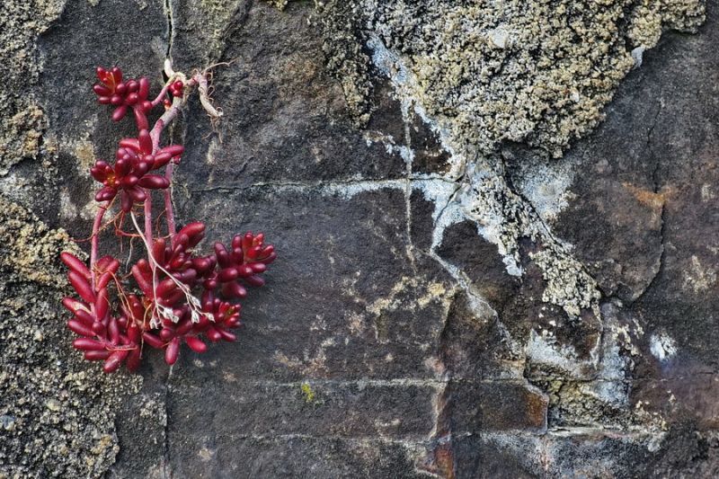 Am Wegesrand im Weinberg
